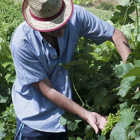 Valdibella wines