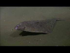 FANGST, HELLEFISK (halibut) Grónsko. S arktickým tymiánem a za studena lisovaném v řepkovém oleji.